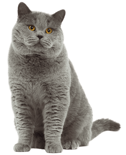 Grooming for cats in Long Island