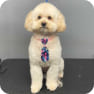 Previous Groomings