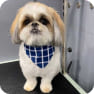 Previous Groomings