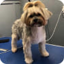 Previous Groomings