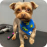Previous Groomings