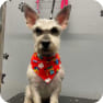 Previous Groomings