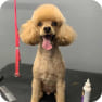 Previous Groomings