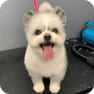 Previous Groomings