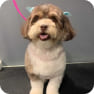 Previous Groomings