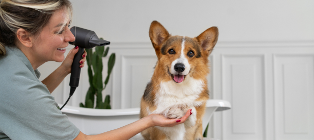 Professional Dog Grooming and Experienced Dog Groomers in The Colony
