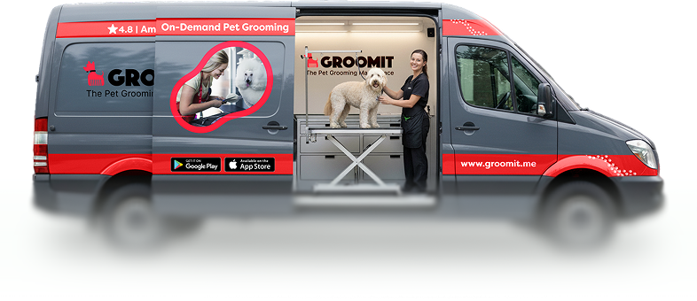 Freshly groomed pets in Brisbane