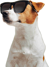 Dog wearing sunglasses