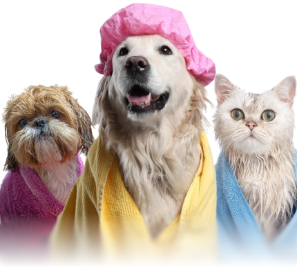 Freshly groomed pets in Cpe St Claire