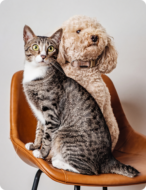 Cat and dog resting together