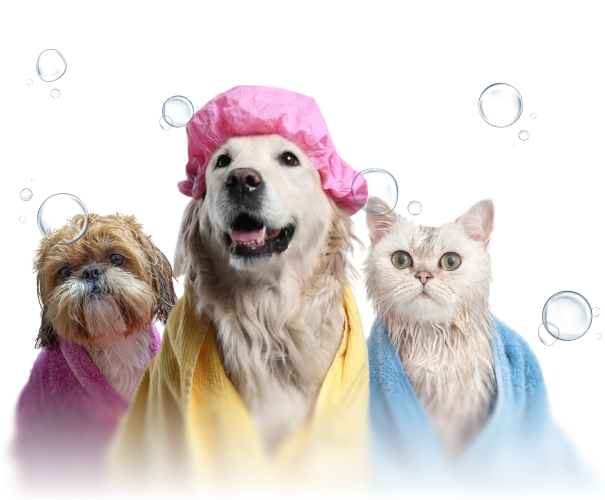 Freshly groomed pets in Cpe St Claire