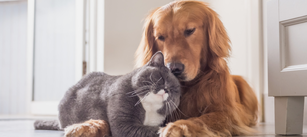 Trusted Pet Grooming Services and Best Pet Groomers in Denton