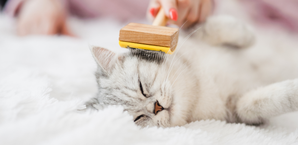 Top Cat Grooming Services and Cat Groomers in Denton