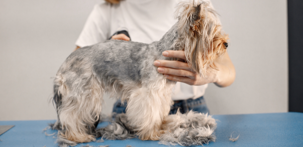 Professional Dog Grooming and Experienced Dog Groomers in Denton