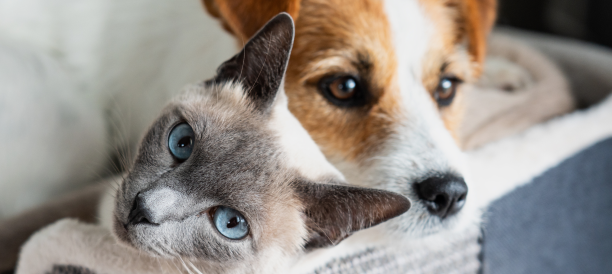 Top-Rated Pet Grooming Services and Expert Pet Groomers in Texas