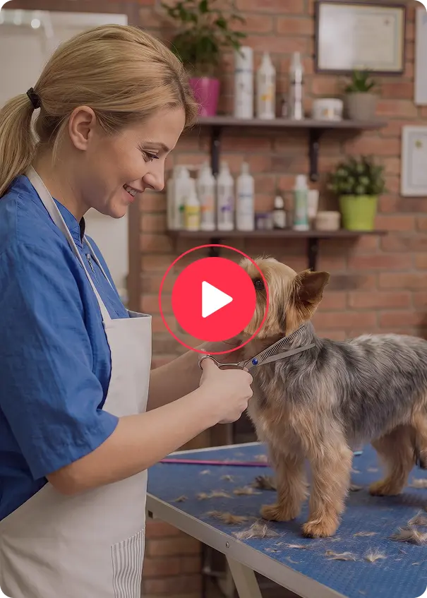 Groomer trimming a Yorkshire terrier